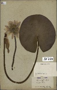 spécimen de Nymphaea alba