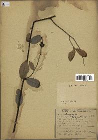 spécimen de Xylopia aethiopica
