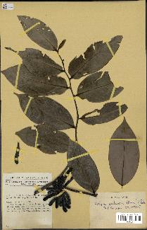 spécimen de Xylopia aethiopica