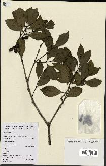 spécimen de Hedycarya parvifolia