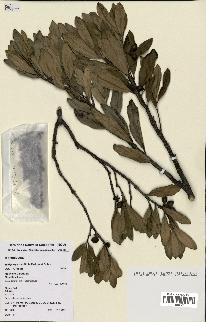 spécimen de Hedycarya parvifolia