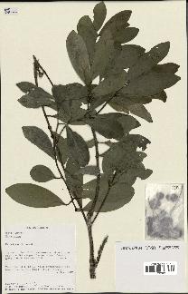 spécimen de Hedycarya sp.