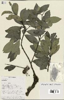 spécimen de Hedycarya sp.