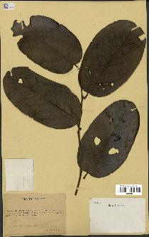 spécimen de Annona sp.