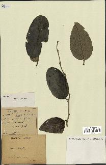 spécimen de Annona sp.