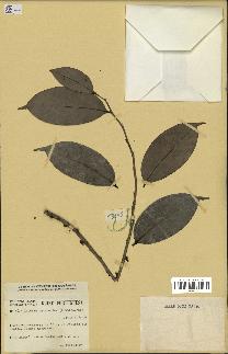 spécimen de Xylopia aethiopica