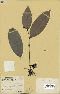 spécimen de Xylopia aethiopica