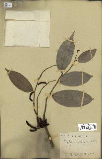 spécimen de Xylopia aethiopica