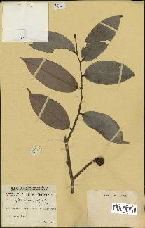 spécimen de Xylopia aethiopica