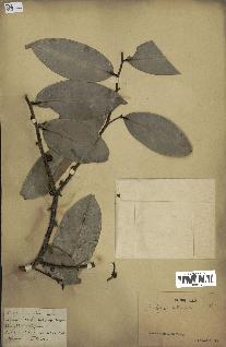 spécimen de Xylopia aethiopica