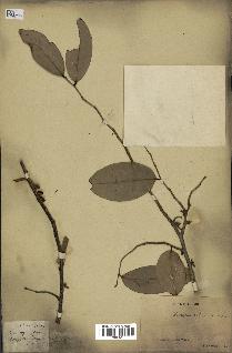 spécimen de Xylopia aethiopica