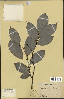 spécimen de Xylopia aethiopica