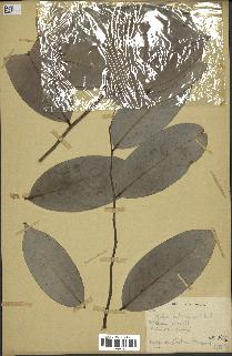 spécimen de Xylopia aethiopica