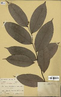 spécimen de Xylopia aethiopica