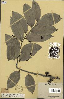 spécimen de Xylopia aethiopica