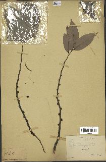 spécimen de Xylopia aethiopica