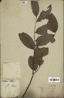 spécimen de Xylopia aethiopica