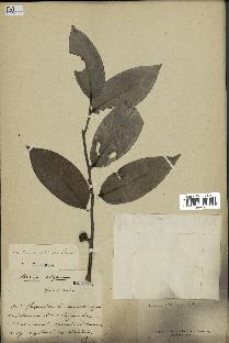 spécimen de Xylopia aethiopica