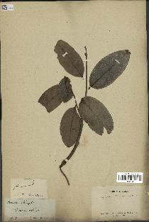 spécimen de Xylopia aethiopica