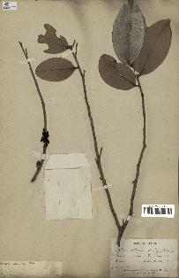 spécimen de Xylopia aethiopica