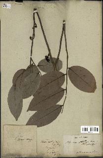 spécimen de Xylopia aethiopica