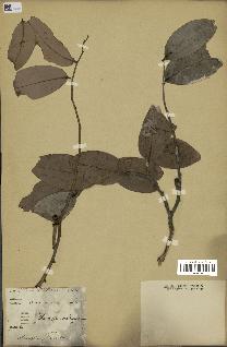 spécimen de Xylopia aethiopica