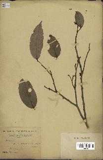spécimen de Xylopia aethiopica