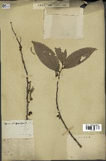 spécimen de Xylopia aethiopica