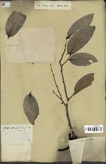 spécimen de Xylopia aethiopica