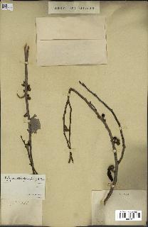 spécimen de Xylopia aethiopica