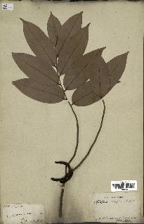 spécimen de Xylopia aethiopica
