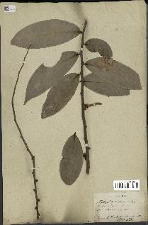spécimen de Xylopia aethiopica