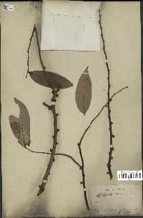 spécimen de Xylopia aethiopica