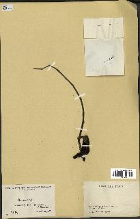 spécimen de Xylopia aethiopica