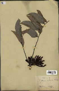 spécimen de Xylopia aethiopica