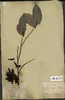 spécimen de Xylopia aethiopica