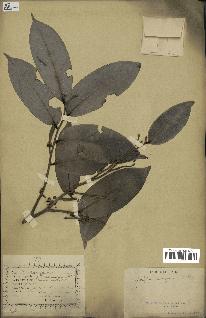spécimen de Xylopia aethiopica