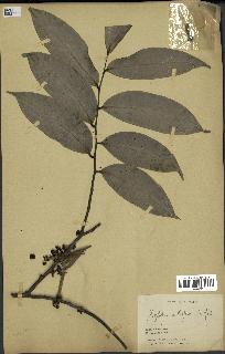 spécimen de Xylopia aethiopica