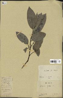 spécimen de Xylopia aethiopica