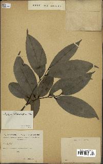 spécimen de Xylopia aethiopica