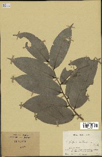 spécimen de Xylopia aethiopica