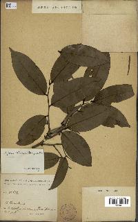 spécimen de Xylopia aethiopica