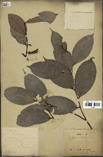 spécimen de Xylopia aethiopica