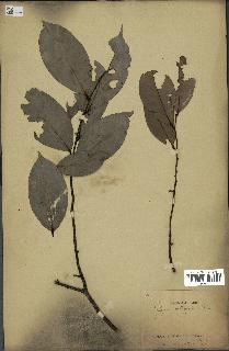 spécimen de Xylopia aethiopica
