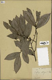 spécimen de Xylopia aethiopica