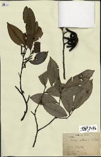 spécimen de Xylopia aethiopica