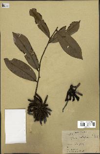 spécimen de Xylopia aethiopica