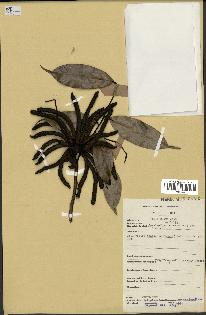 spécimen de Xylopia aethiopica