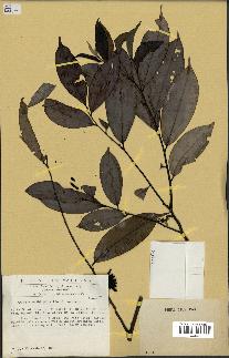 spécimen de Xylopia aethiopica