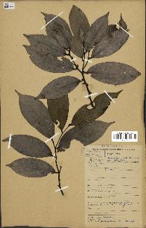 spécimen de Xylopia aethiopica